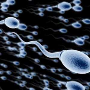 Forma, funcția și mărimea spermei