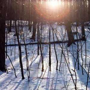 Fotografii de iarnă în pădure - o modalitate excelentă de a-ți dezvălui creativitatea