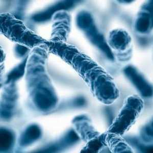 Funcțiile cromozomilor și structura lor. Care este funcția cromozomilor din celulă?