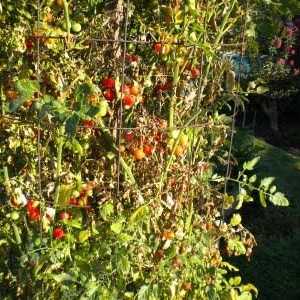 Fusarium wilt de tomate este o boală care este mai ușor de prevenit decât de tratament