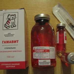 `Gamavit` pentru o pisică: indicații și metode de aplicare