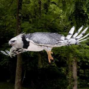 Harpy - o pasăre cu un nume mitologic