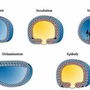Gastrulația este ... Procesul de formare a unui embrion multistrat