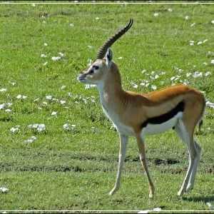 Gazelle este un animal elegant