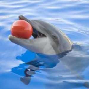 Unde pot înota în Moscova cu delfini: recenzie, descriere, adrese și recenzii