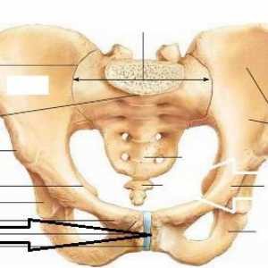 Unde este articulația frontală? Diferența și ruptura articulației pubice