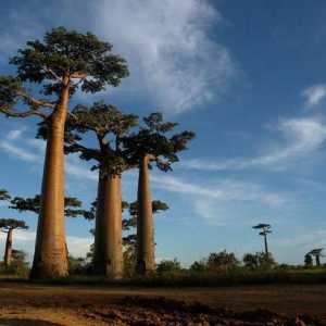 Unde este Madagascarul? Republica Madagascar: istorie, obiective turistice, fapte interesante