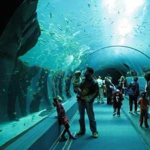 Unde sunt cele mai mari acvariu din lume?