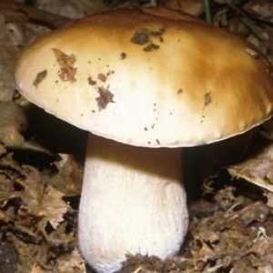 Где растут белые грибы, и когда их нужно собирать?