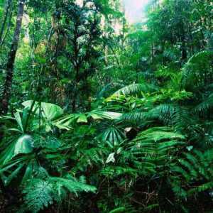 De unde cresc pădurile tropicale? Lumea animală a pădurilor tropicale. Clima pădurii tropicale