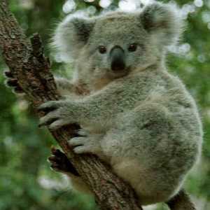 Unde trăiește koala, descrierea și trăsăturile acestui animal