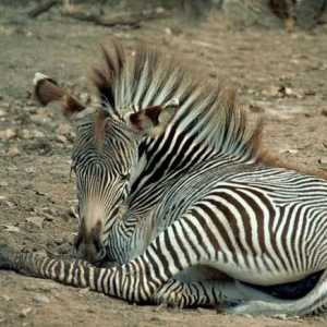 Unde trăiește zebra: fapte dungate