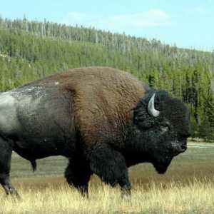 Unde locuiesc bizonii? Pe ce continent, în ce țară?