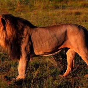 Unde trăiesc leii? Animalele din Africa: un leu. Leul animal sălbatic