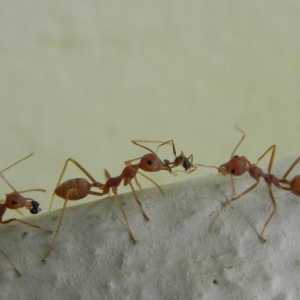 Gelul din "marele războinic" al furnici este un remediu eficient