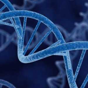 Gene, genom, cromozom: definiție, structură, funcții