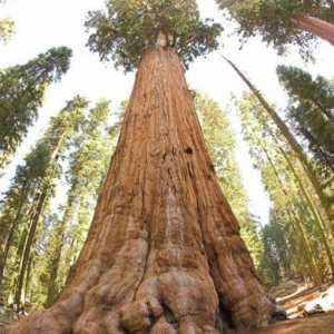`Generalul Sherman` este cel mai mare copac din lume. Sequoia gigant