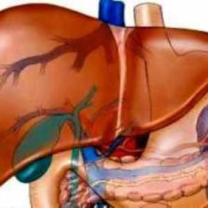 Hepatomegalie: schimbări hepatice difuze. Structura organelor interne ale omului