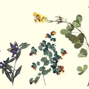 Herbarium: cum să faci o colecție de plante acasă
