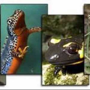 Herpetologia este o știință care studiază reptilele și amfibienii