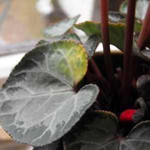 Moartea unei plante sau De ce un ciclamen are frunze galbene?
