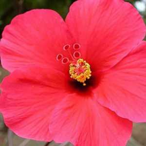 Hibiscusul sau trandafirul chinezesc: cultivarea și îngrijirea