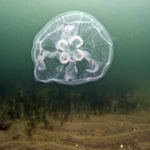 Hidroid (meduze): structură, reproducere, fiziologie
