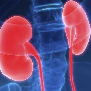 Hydronephrosis a rinichiului: cauze, simptome, tratament, prognostic