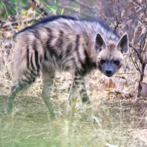 Hyena dungi (Hyaena hyaena): descriere, habitat. Lumea hienelor