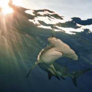 Giant Shark Hammerhead: descriere și fotografie