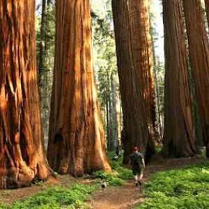 Sequoia gigantică: fotografie. Unde crește secolul gigant?
