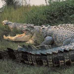 Un crocodil gigant. Cel mai mare crocodil din lume