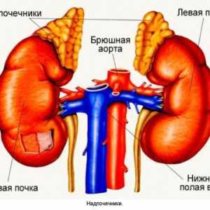 Hiperplazia glandei suprarenale - ce este? Simptomele și tratamentul bolii