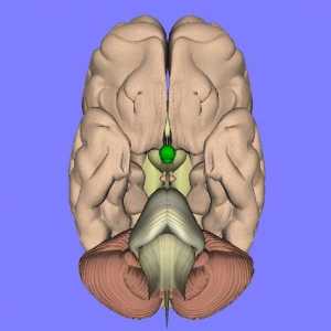 Pituitară: hormoni și funcții. Corpul pituitar și funcțiile sale în organism