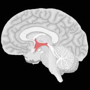 Hypothalamus - ceea ce este și relația sa cu lobul hipofizar