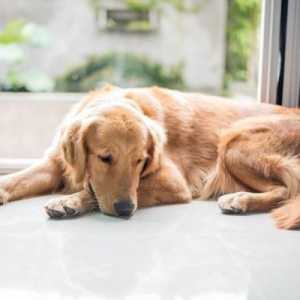 Гипотиреоз у собак: симптомы, лечение, причины болезни