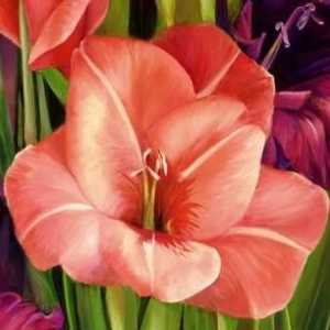 Gladiolus: îngrijire și cultivare. Sfaturi de la grădinari experimentați