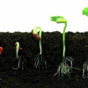 Principalele condiții pentru germinarea semințelor