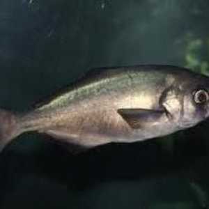 Hipoglobul de pește de mare adâncime: descriere și caracteristici