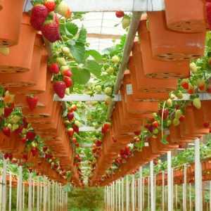 Tehnologia olandeză pentru cultivarea căpșunilor pe tot parcursul anului: cum să o utilizați în mod…