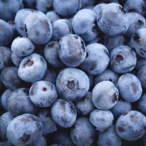 Blueberry Duke: o descriere a varietății și particularităților cultivării