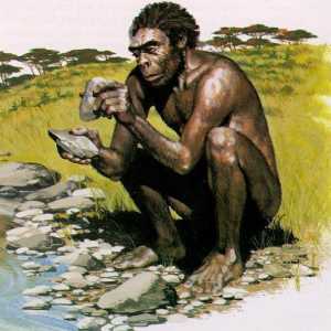 Homo habilis (om habilis) - un om de îndemânare: o caracteristică, unelte
