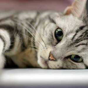 Urechile fierbinti ale unei pisici: cauzele si eliminarea lor