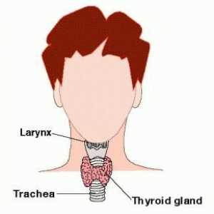 Larynx: funcții și structură. Funcțiile laringelui uman