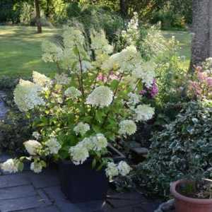 Hydrangea `Diamantino` - grădină de flori regină