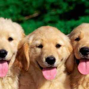 Program de vaccinări pentru câini de până la un an