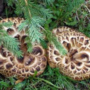 Ciuperci Yezhovik: descriere, habitat și aplicare în gătit