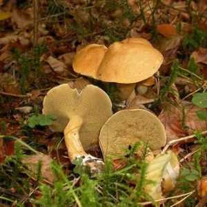 Ciuperca de ciuperci: descriere, habitat, valoare culinară