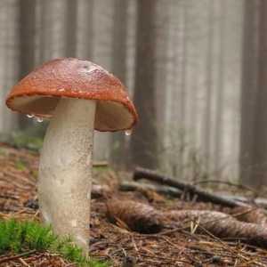 Ciupercă roșie-cap: delicatețe pădure