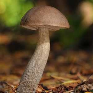 Ciuperci obobok. Tipurile sale și unde cresc